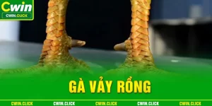 gà vảy rồng