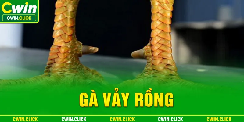 gà vảy rồng